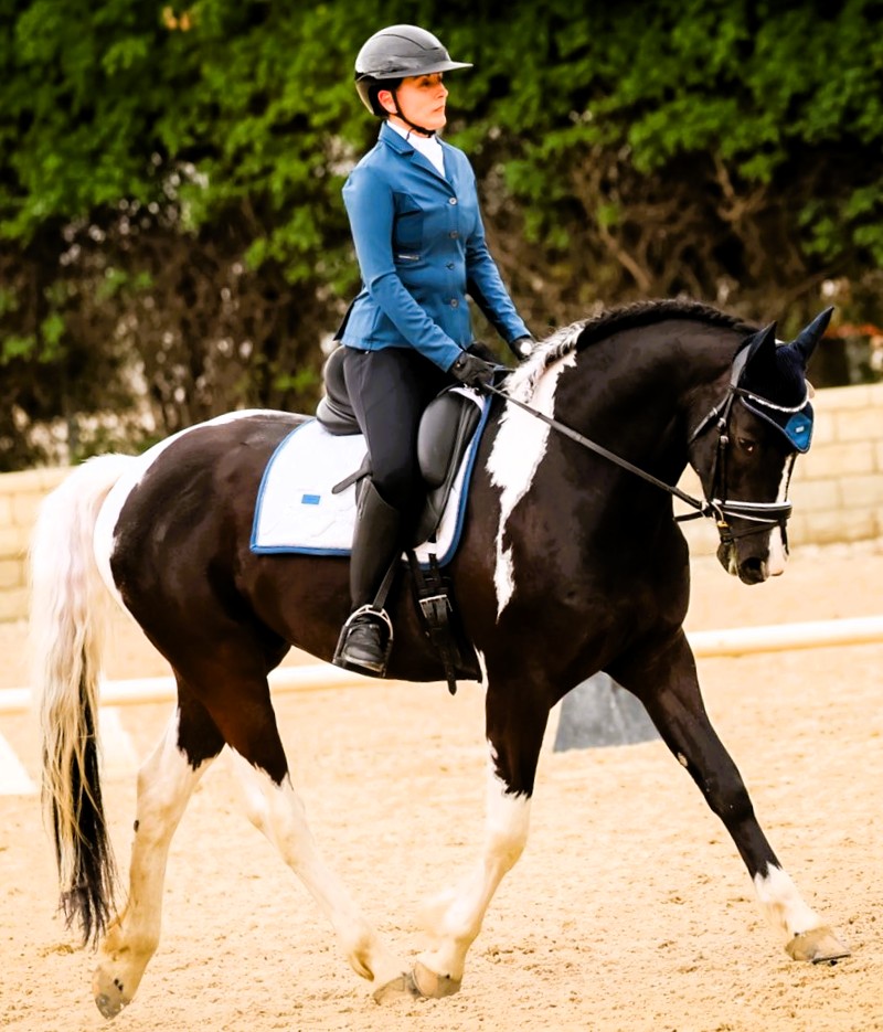 Friesian KENZO - Sold
